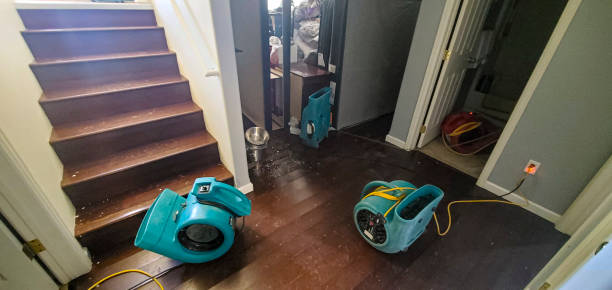 Best Water damage cleanup near me  in Payson, IL